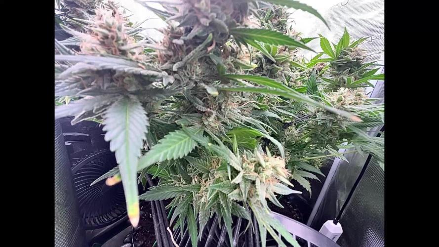 Gorilla Cookies auto - FastBuds