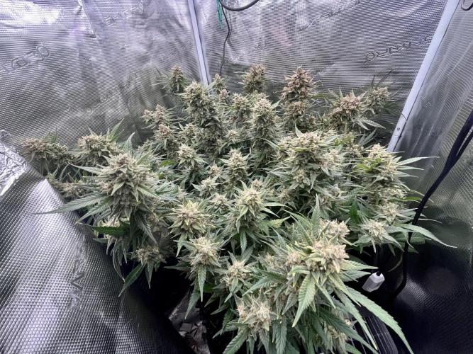 Gorilla Cookies auto - FastBuds. Week 11