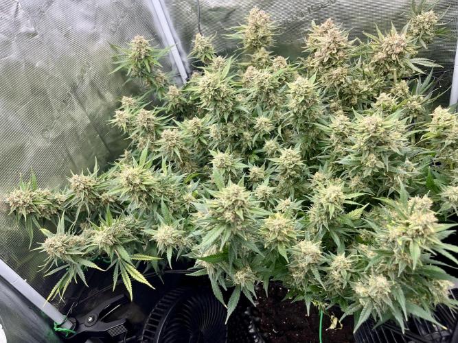 Gorilla Cookies auto - FastBuds. Week 11