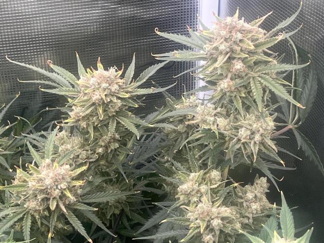 Gorilla Cookies auto - FastBuds. Week 11