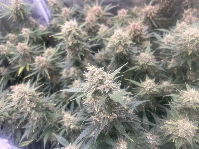 Gorilla Cookies Auto. Week 11