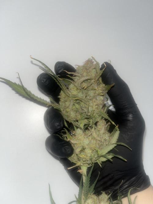 Gorilla Cookies auto - FastBuds. Week 11