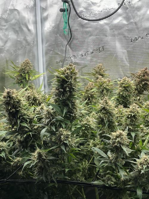 Gorilla Cookies auto - FastBuds. Week 12