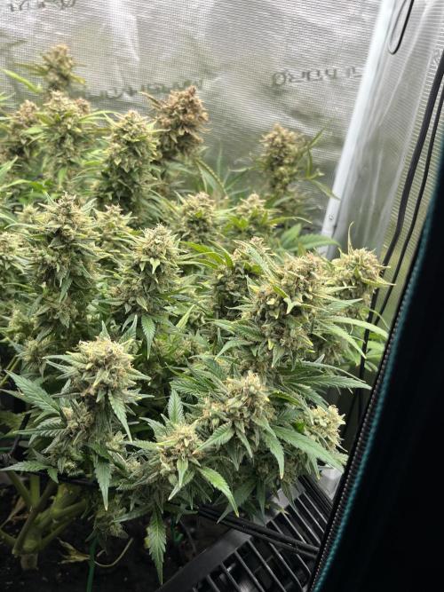 Gorilla Cookies auto - FastBuds. Week 12