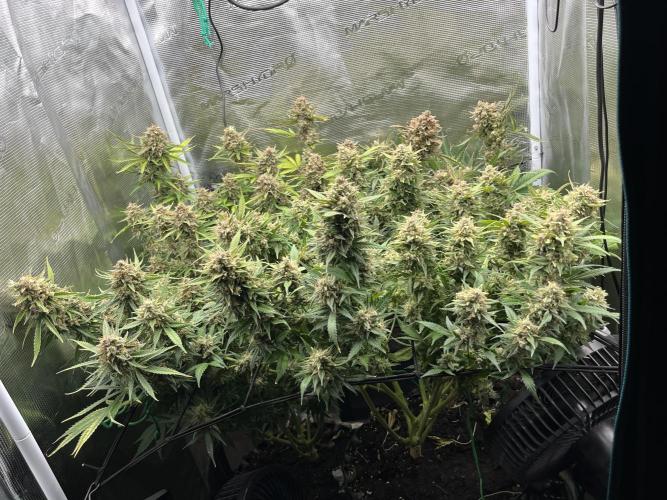 Gorilla Cookies auto - FastBuds. Week 12