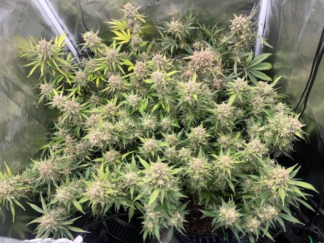 Gorilla Cookies auto - FastBuds. Week 12