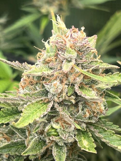 Gorilla Cookies auto - FastBuds. Week 12