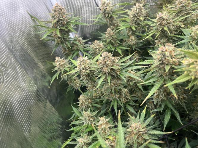 Gorilla Cookies auto - FastBuds. Week 12