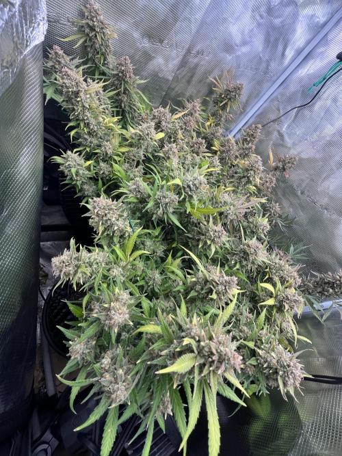 Gorilla Cookies auto - FastBuds. Week 13