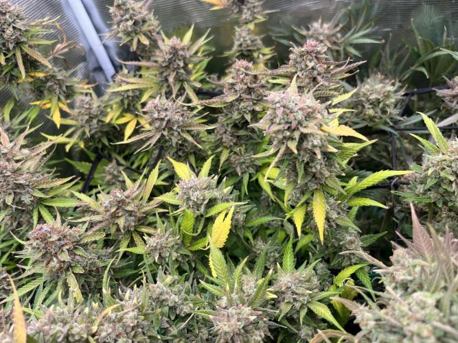 Gorilla Cookies auto - FastBuds. Week 13