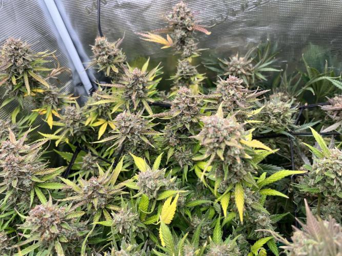 Gorilla Cookies auto - FastBuds. Week 13