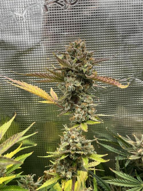 Gorilla Cookies auto - FastBuds. Week 13