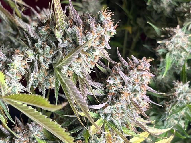 Gorilla Cookies auto - FastBuds. Week 13
