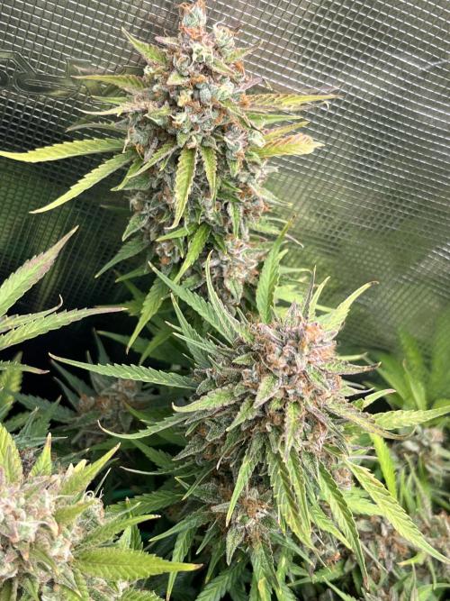 Gorilla Cookies auto - FastBuds. Week 13