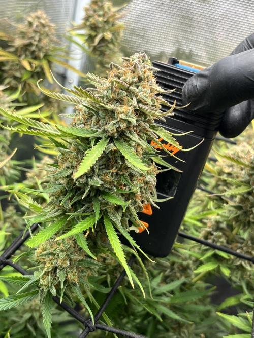Gorilla Cookies auto - FastBuds. Week 13