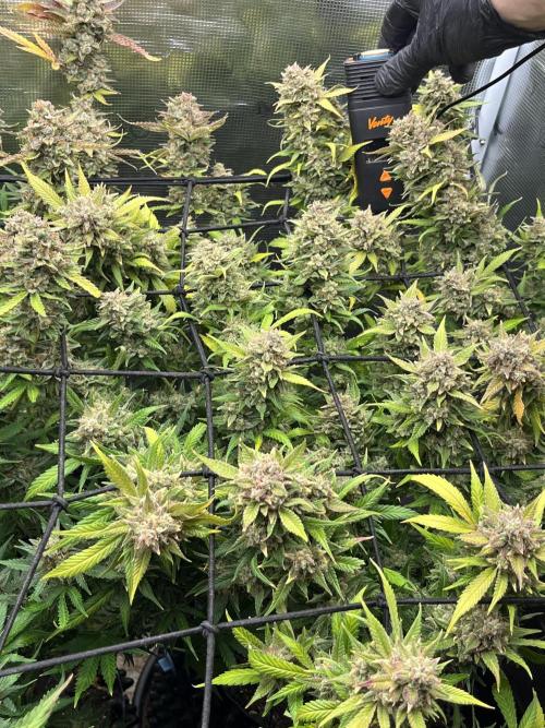 Gorilla Cookies auto - FastBuds. Week 13
