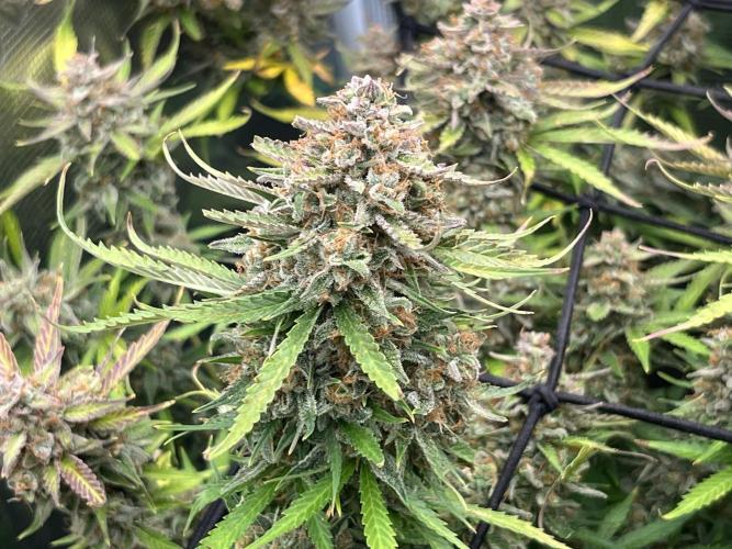 Gorilla Cookies auto - FastBuds. Week 13