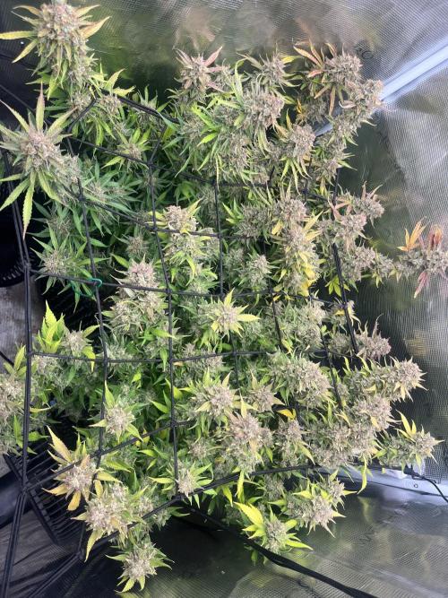 Gorilla Cookies auto - FastBuds. Week 13