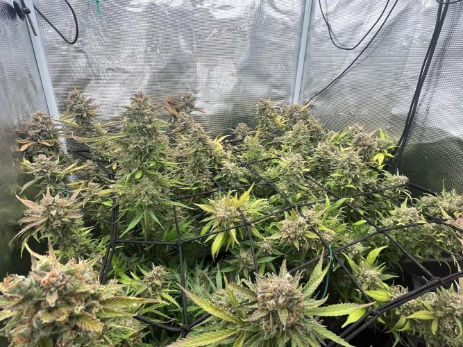 Gorilla Cookies auto - FastBuds. Week 13