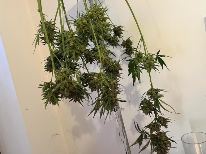 Gorilla Cookies auto - FastBuds. Week 13