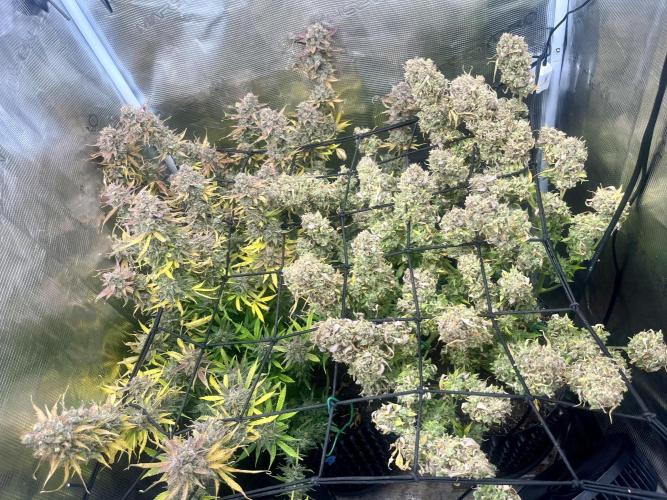 Gorilla Cookies auto - FastBuds. Week 14
