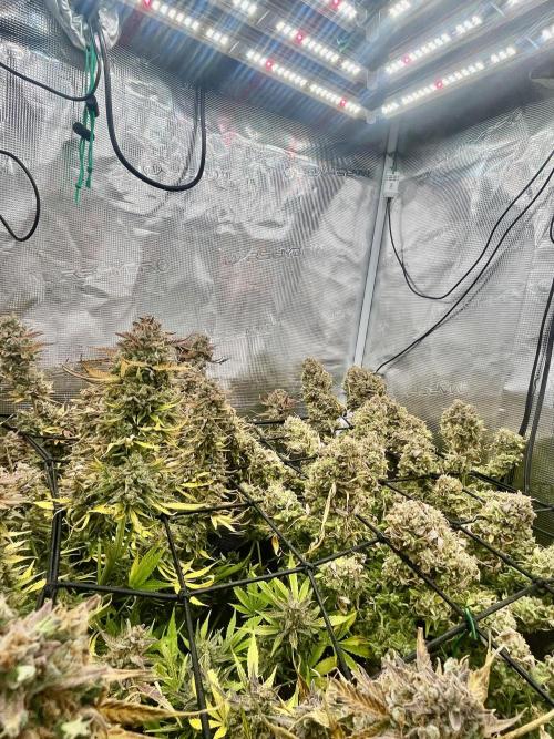 Gorilla Cookies auto - FastBuds. Week 14