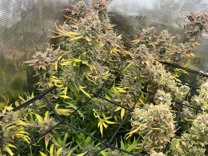 Gorilla Cookies auto - FastBuds. Week 14