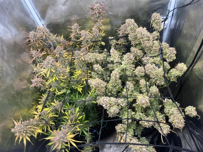 Gorilla Cookies auto - FastBuds. Week 14