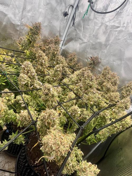 Gorilla Cookies auto - FastBuds. Week 15