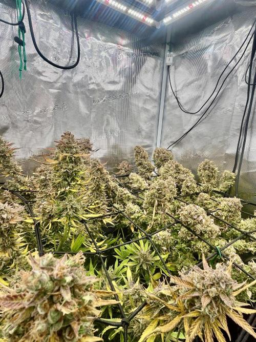 Gorilla Cookies auto - FastBuds. Week 15