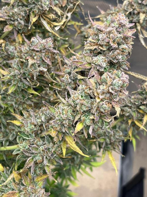 Gorilla Cookies auto - FastBuds. Week 15