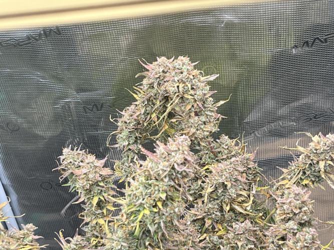 Gorilla Cookies auto - FastBuds. Week 15