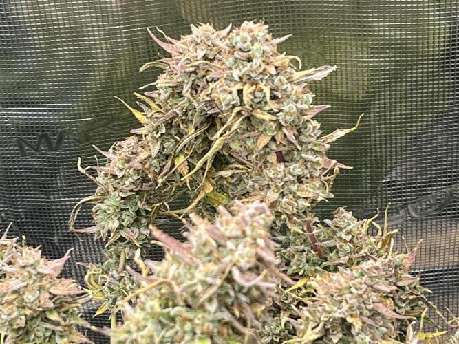 Gorilla Cookies auto - FastBuds. Week 15