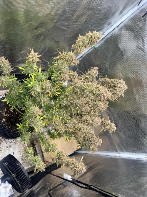 Gorilla Cookies auto - FastBuds. Week 15