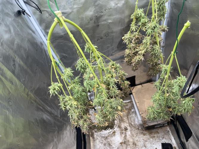 Gorilla Cookies auto - FastBuds. Week 15