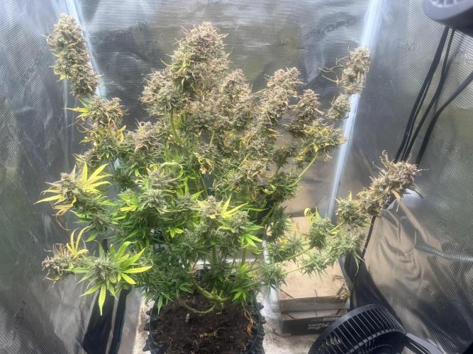 Gorilla Cookies auto - FastBuds. Week 15