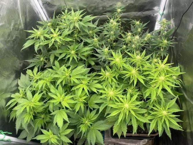 FrostBangers & Gorilla’s Cookies. Week 5