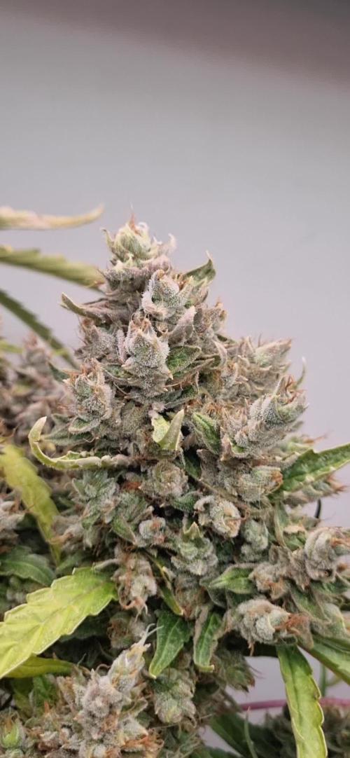 12/12 from seed HighCloudZ