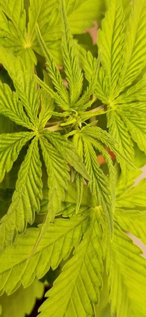 12h from seed HighCloudZ