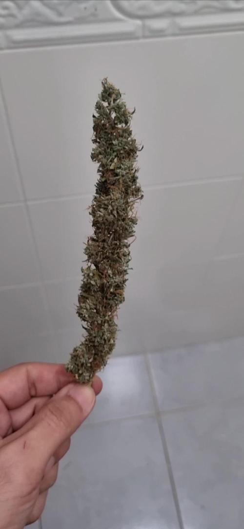 12/12 from seed SATIVA