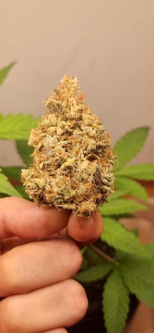 12/12 from seed HighCloudZ