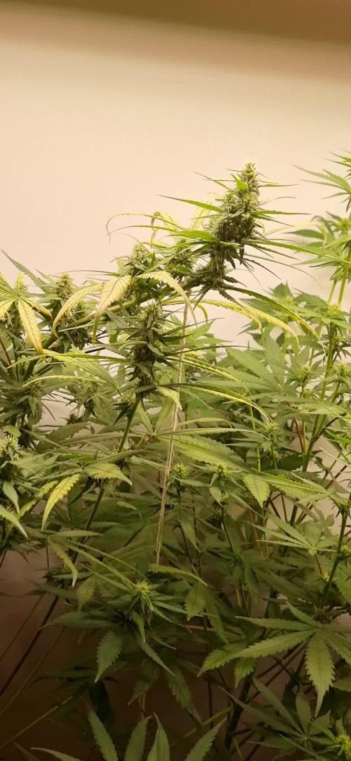 12h from seed HighCloudZ