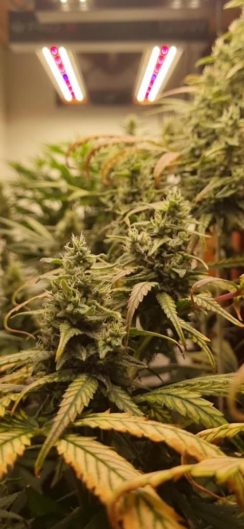 12h from seed HighCloudZ