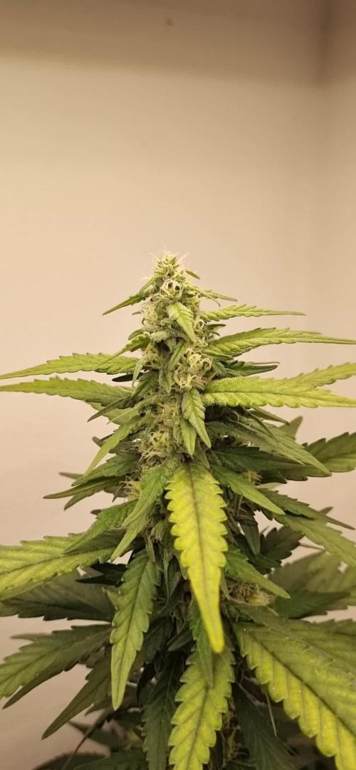 Tarte Tatin 12h from seed