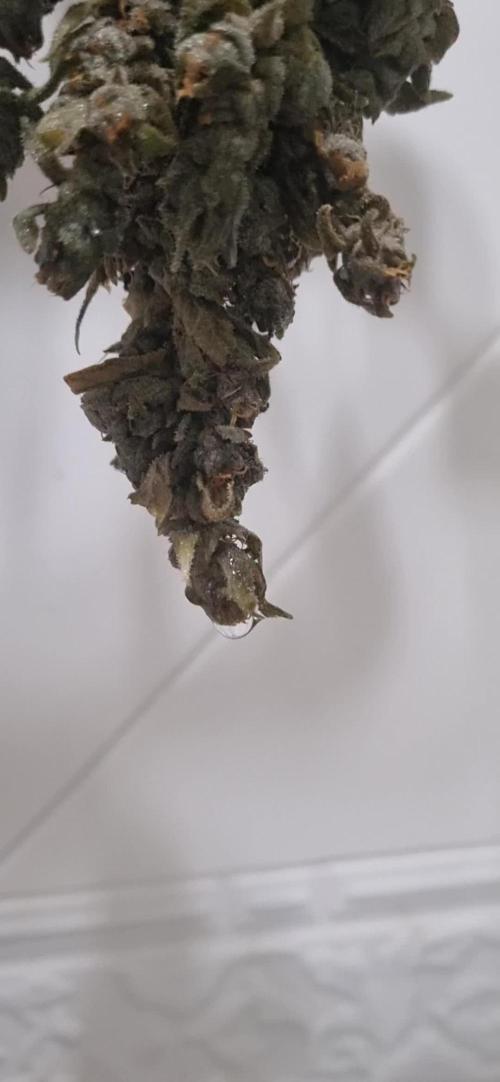12h from seed HighCloudZ