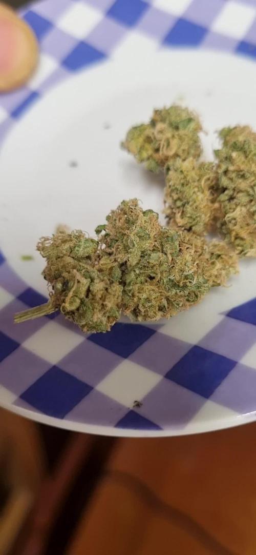 Tarte Tatin 12h/seed