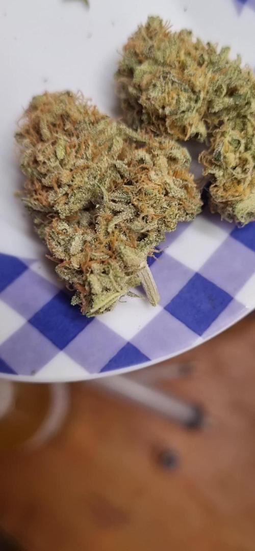 First Auto 12h/seed