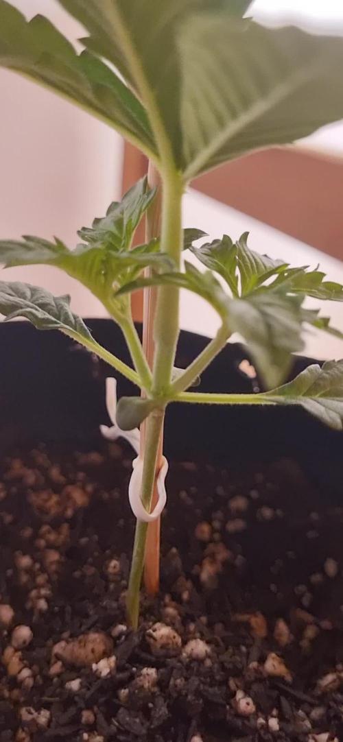 12h from seed AkAuto!