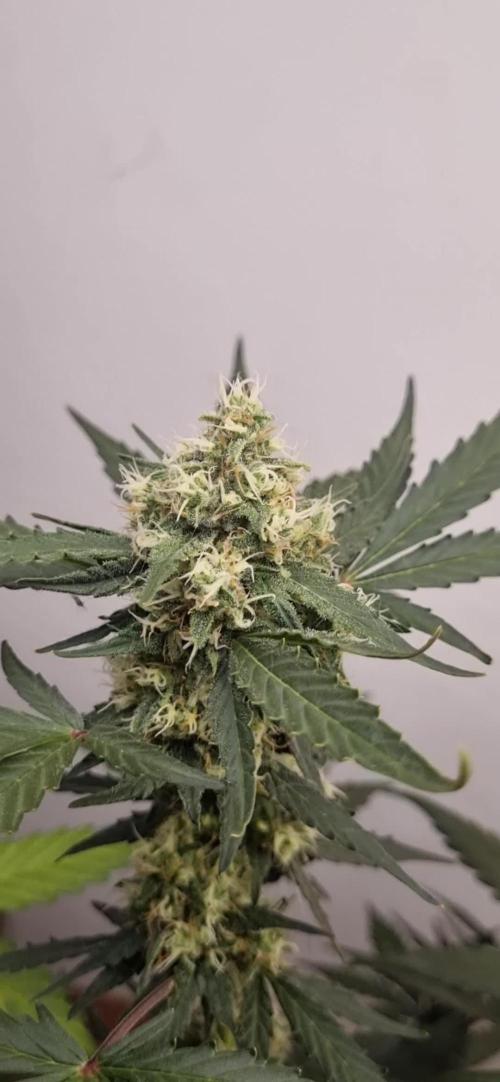 12h from seed AkAuto! 2