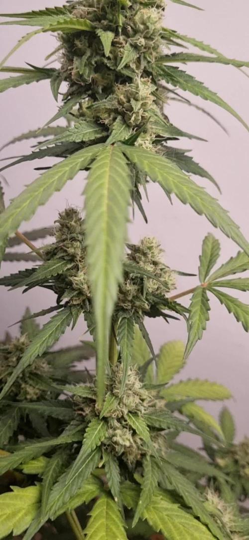 12h from seed AkAuto!